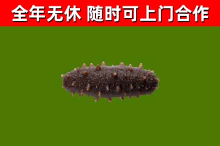 乌翠回收海参干
